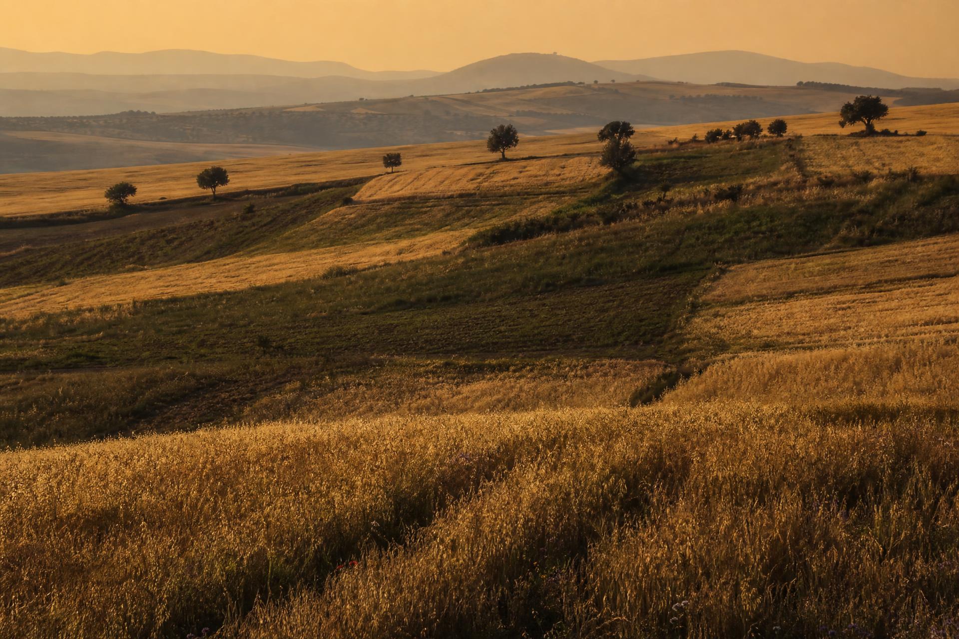 Rolling green wheat fields at golden hour